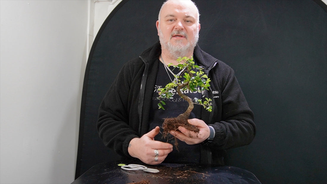 Bonsai repotting instructional Video
