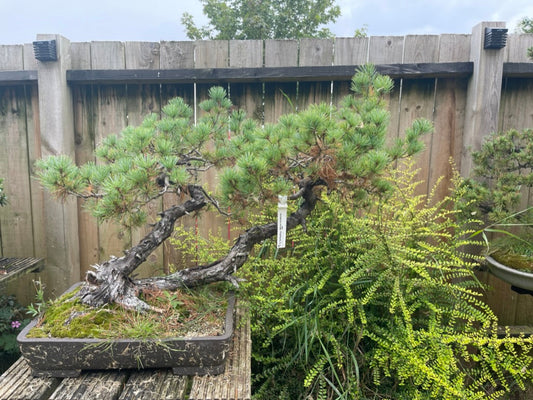 Old White pine stlying video