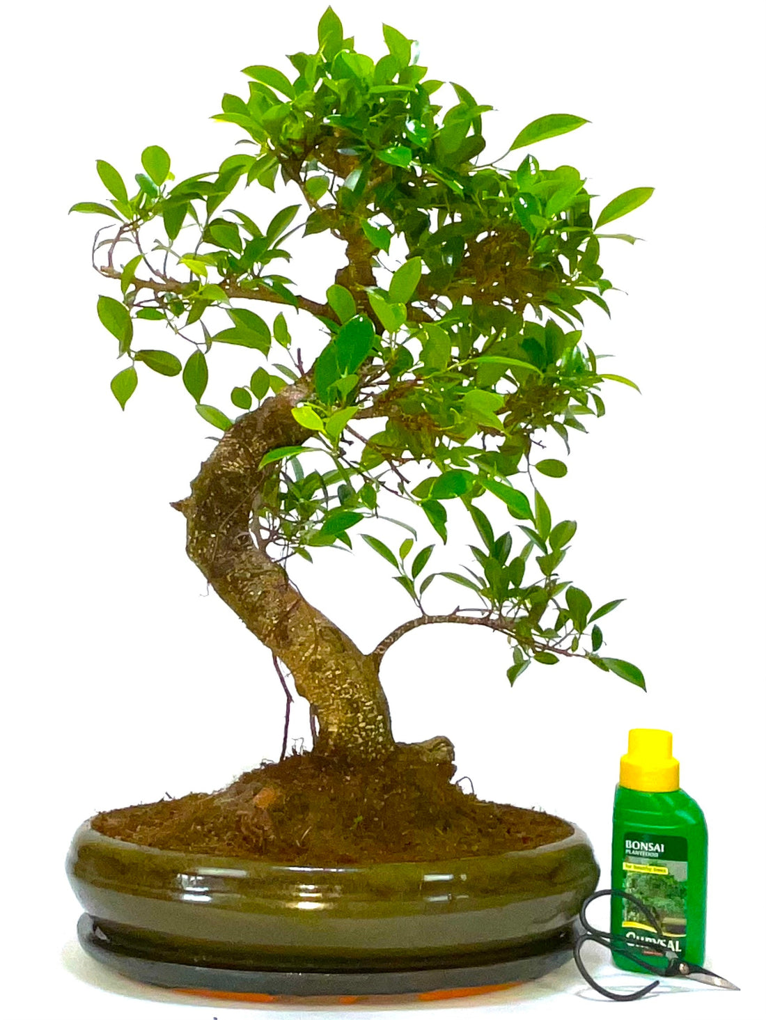 Christmas Deliveries