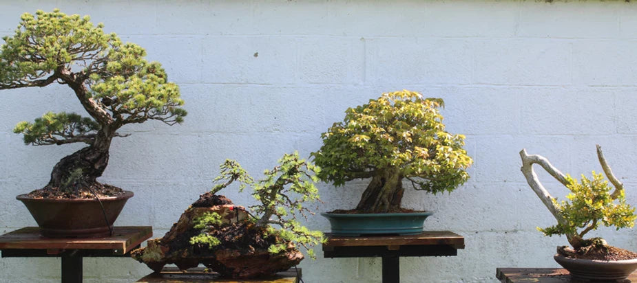 Join our Bonsai Courses