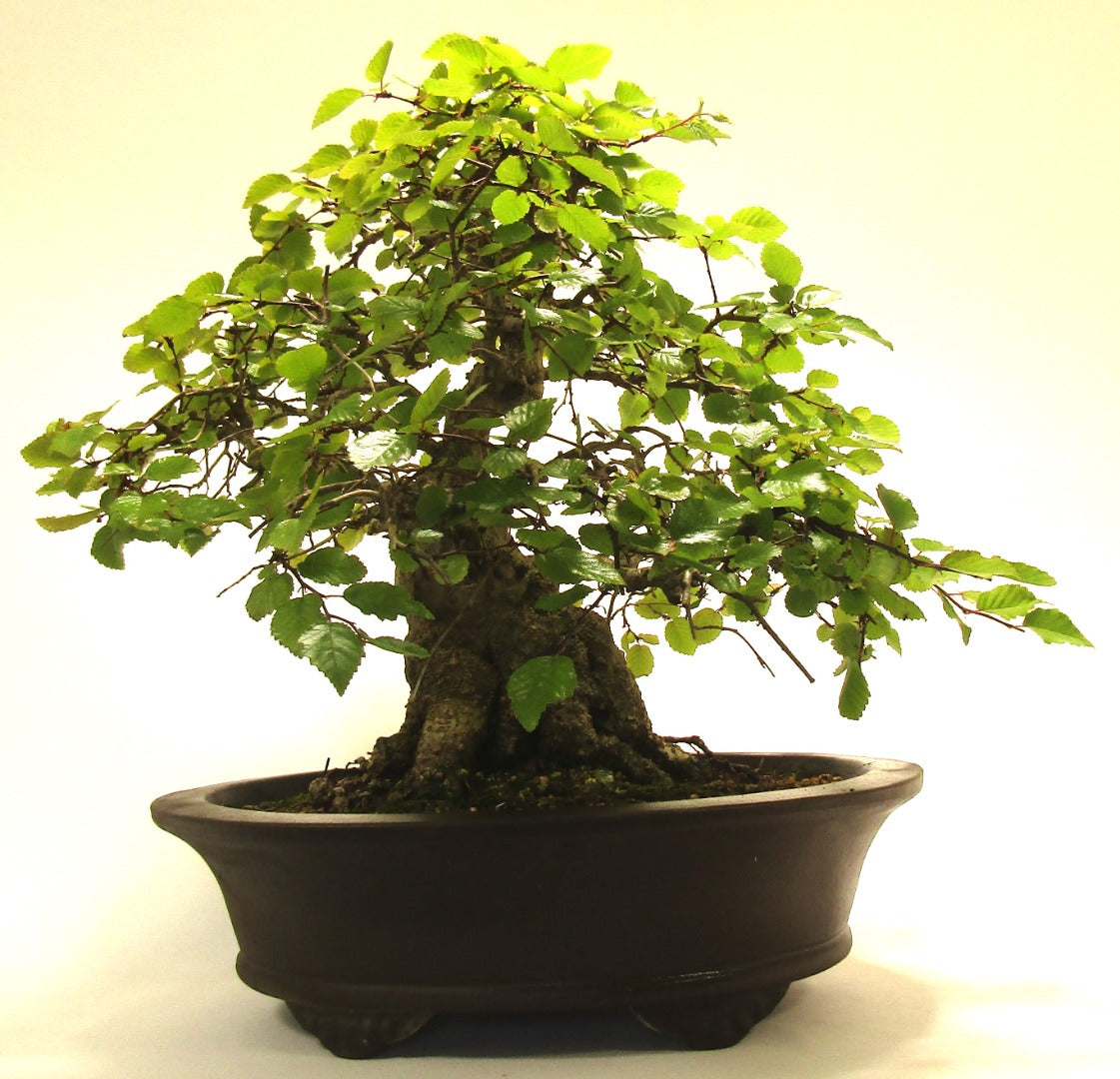 Specimen Korean Hornbeam Bonsai Tree SB1134
