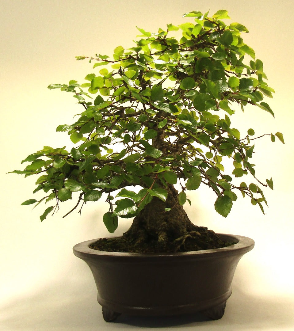 Specimen Korean Hornbeam Bonsai Tree SB1134