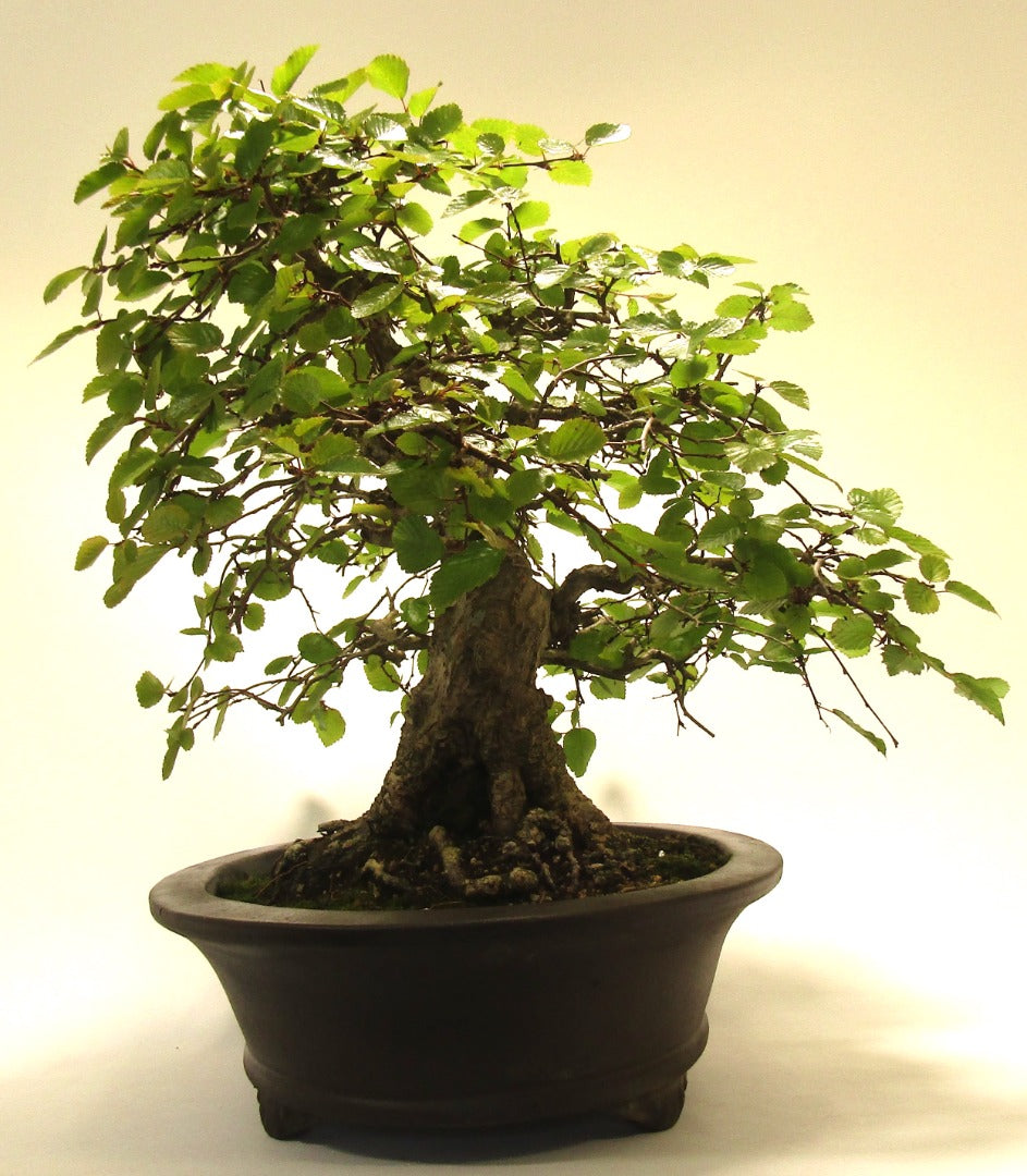 Specimen Korean Hornbeam Bonsai Tree SB1134