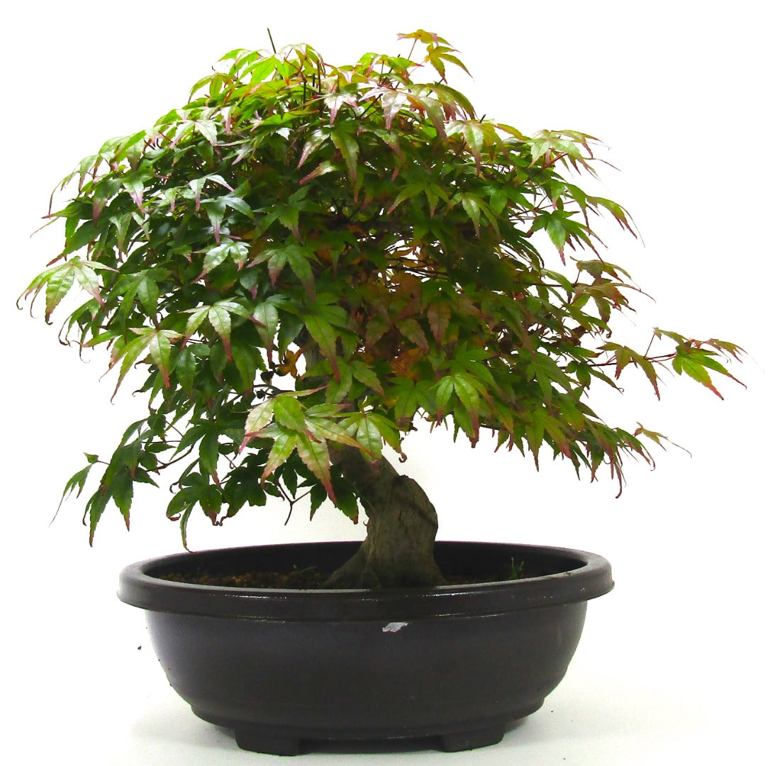 Japanese Maple Deshojo Bonsai Tree SB1123