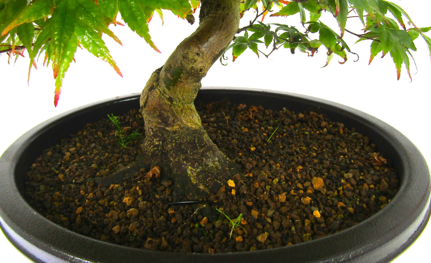 Japanese Maple Deshojo Bonsai Tree SB1123