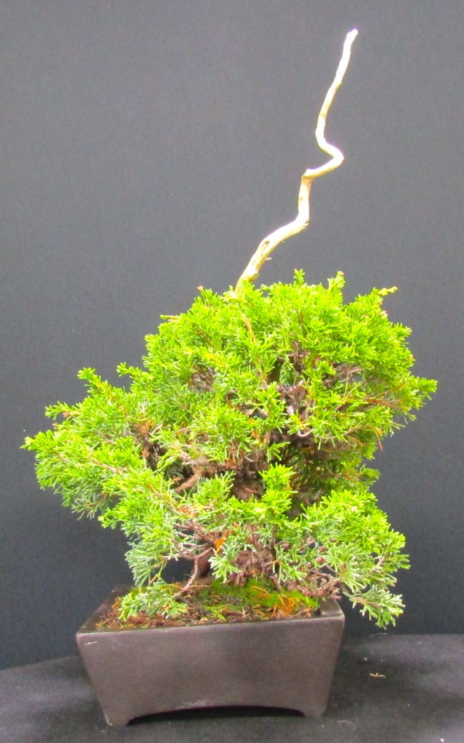 Iotigawa Juniper Bonsai tree - excellent Deadwood ,movement and styling options SB1131