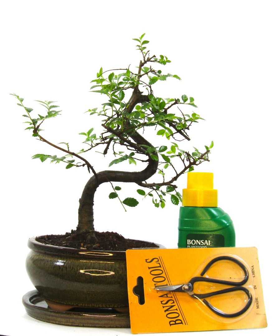 Seikatsu Bonsai Colour Range real bonsai tree - Chinese elm - ideal bonsai gift - selection of pot colours and repotted in our own quality Bonsai Soil