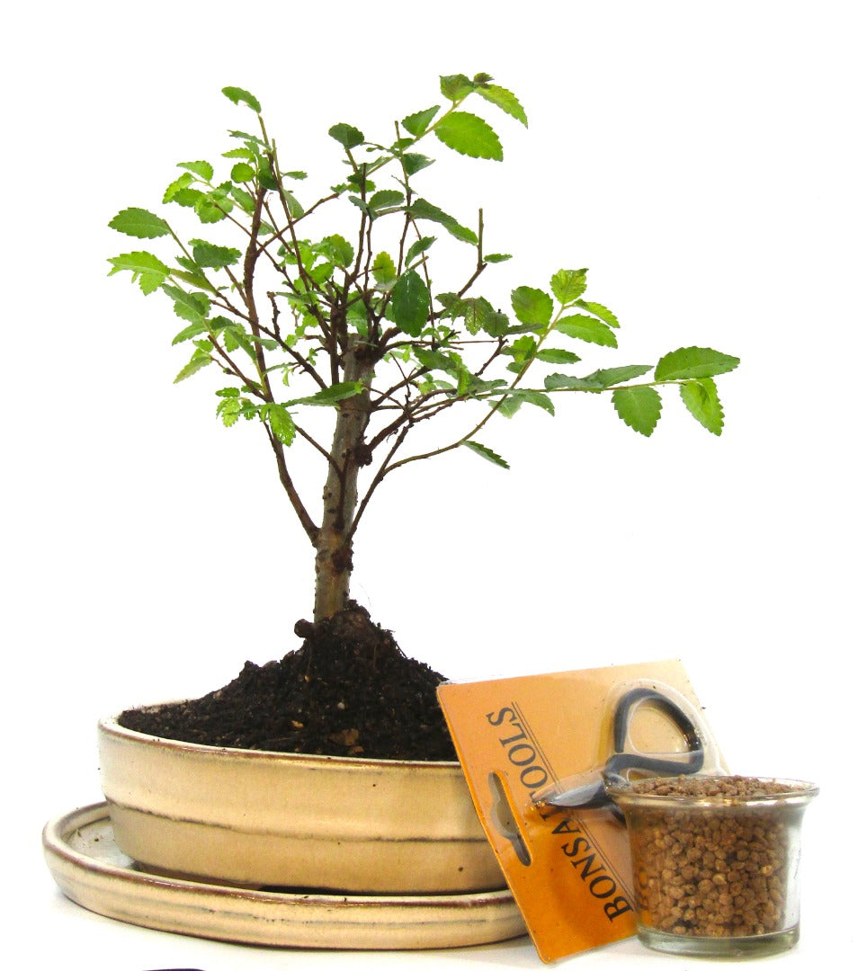 Seikatsu Bonsai Colour Range real bonsai tree - Chinese elm - ideal bonsai gift - selection of pot colours and repotted in our own quality Bonsai Soil