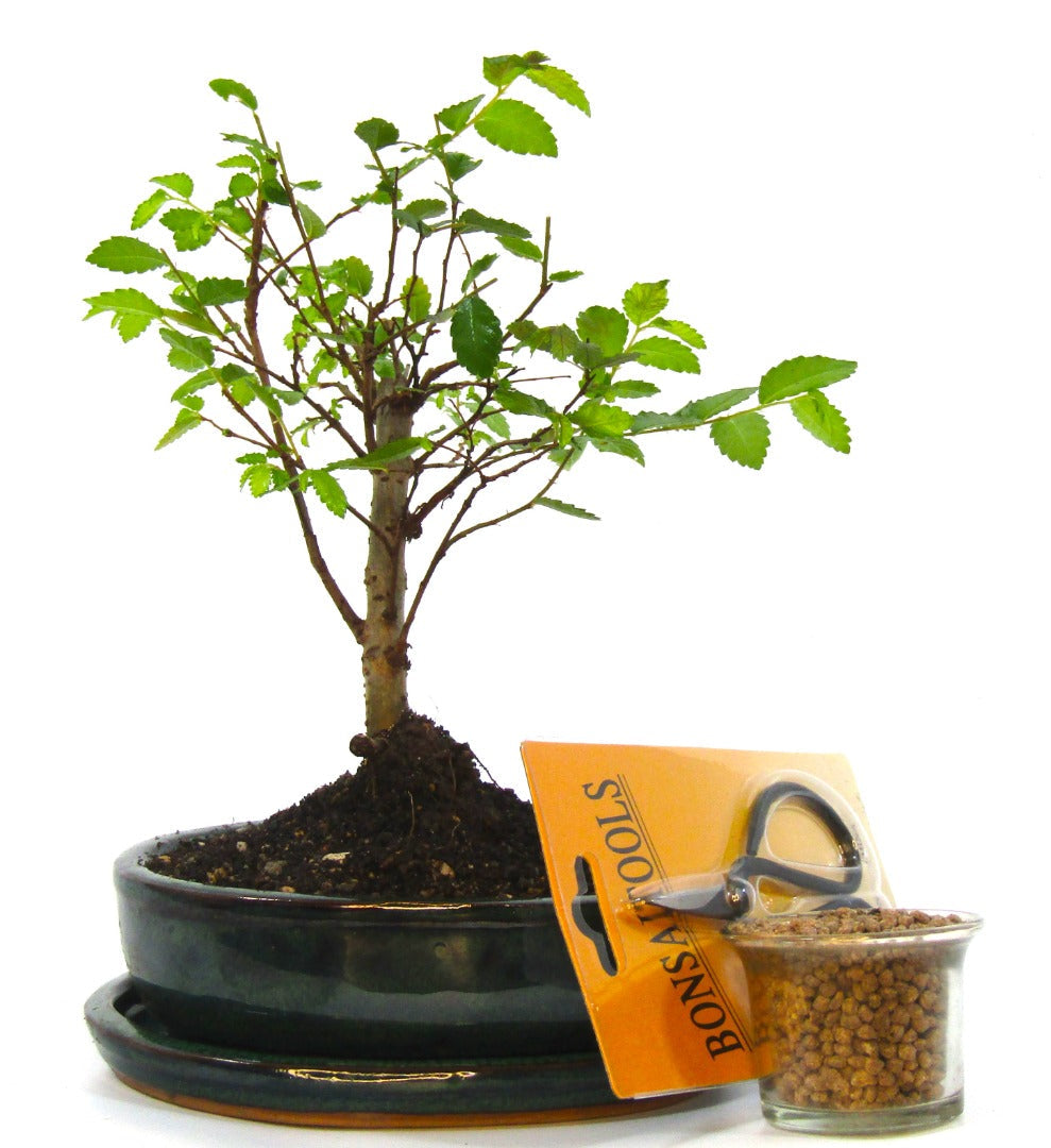 Seikatsu Bonsai Colour Range real bonsai tree - Chinese elm - ideal bonsai gift - selection of pot colours and repotted in our own quality Bonsai Soil