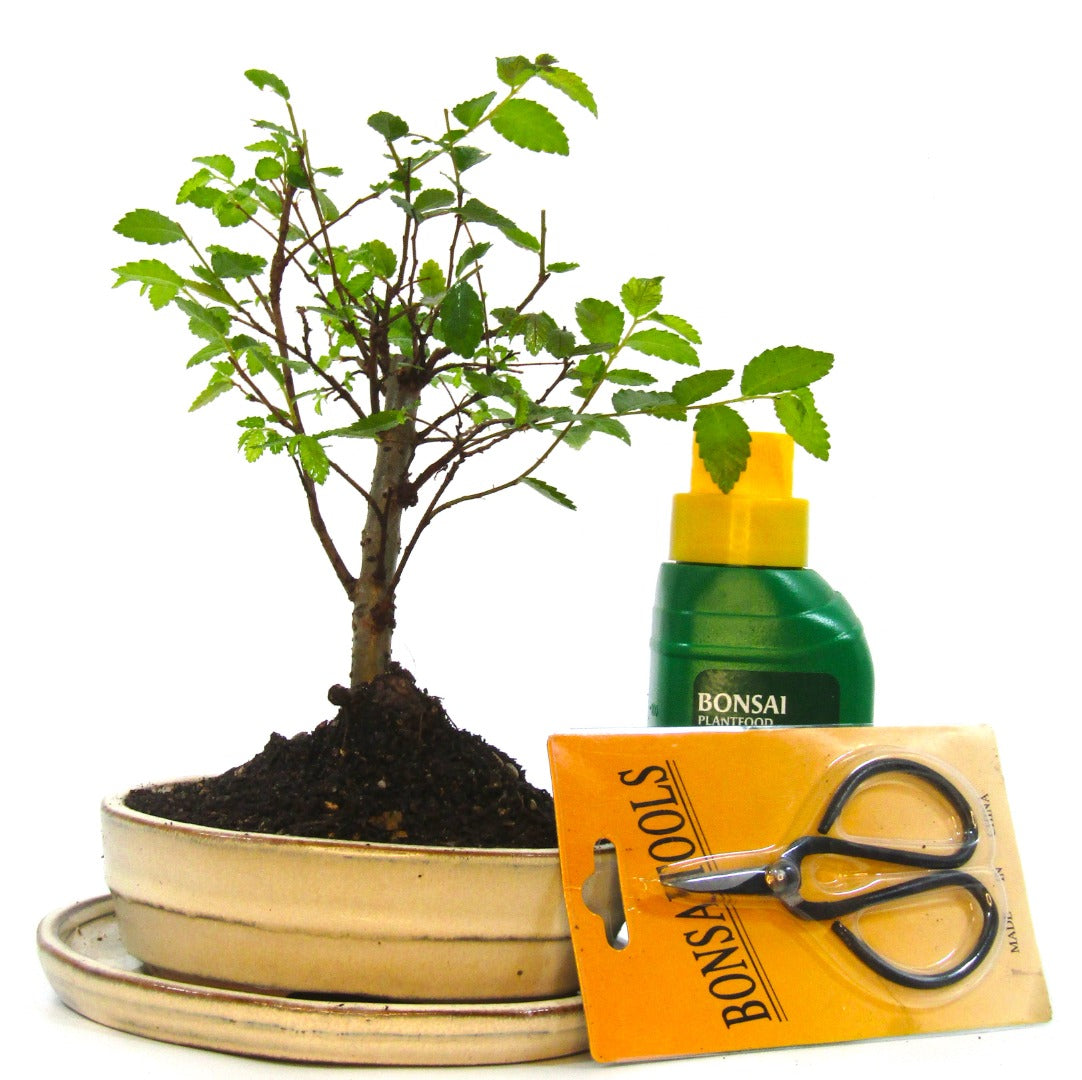 Seikatsu Bonsai Colour Range real bonsai tree - Chinese elm - ideal bonsai gift - selection of pot colours and repotted in our own quality Bonsai Soil