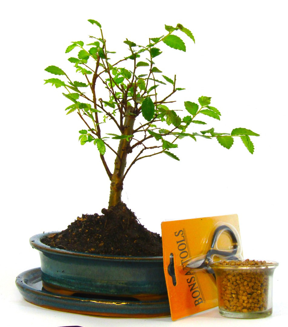 Seikatsu Bonsai Colour Range real bonsai tree - Chinese elm - ideal bonsai gift - selection of pot colours and repotted in our own quality Bonsai Soil