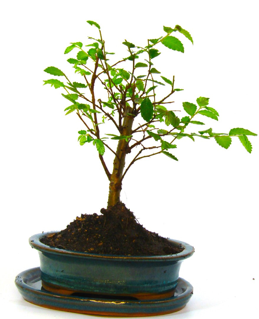 Seikatsu Bonsai Colour Range real bonsai tree - Chinese elm - ideal bonsai gift - selection of pot colours and repotted in our own quality Bonsai Soil