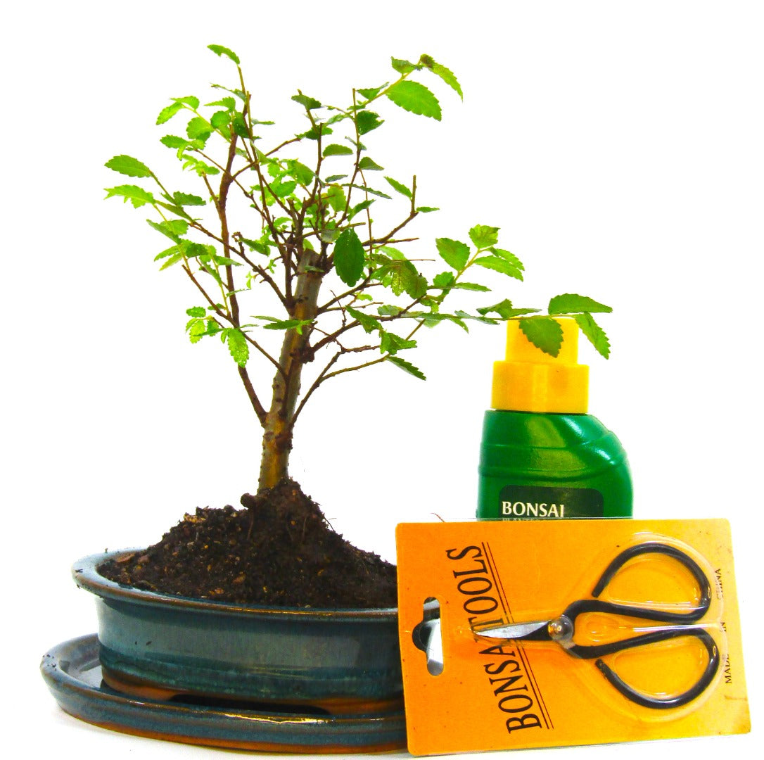 Seikatsu Bonsai Colour Range real bonsai tree - Chinese elm - ideal bonsai gift - selection of pot colours and repotted in our own quality Bonsai Soil