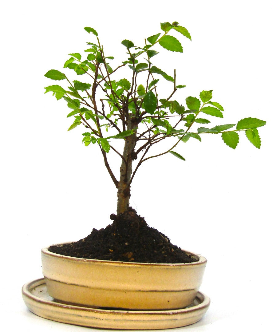 Seikatsu Bonsai Colour Range real bonsai tree - Chinese elm - ideal bonsai gift - selection of pot colours and repotted in our own quality Bonsai Soil