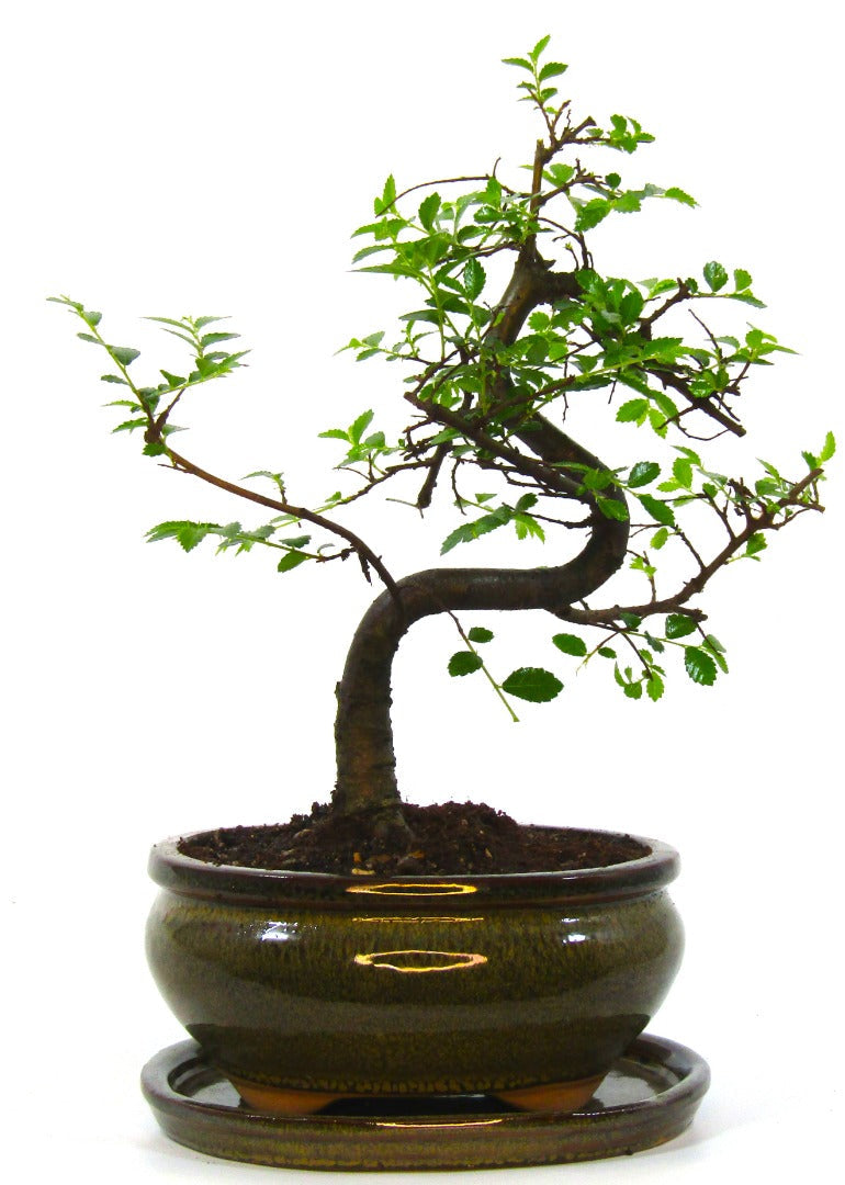 Seikatsu Bonsai Colour Range real bonsai tree - Chinese elm - ideal bonsai gift - selection of pot colours and repotted in our own quality Bonsai Soil