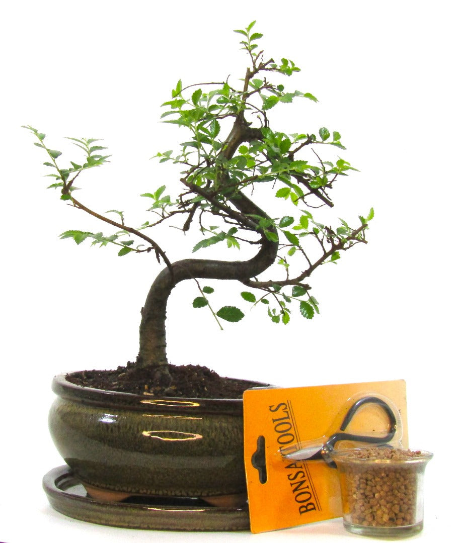 Seikatsu Bonsai Colour Range real bonsai tree - Chinese elm - ideal bonsai gift - selection of pot colours and repotted in our own quality Bonsai Soil