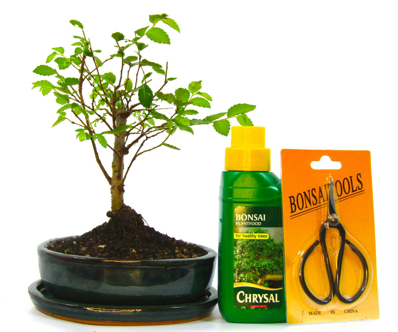 Seikatsu Bonsai Colour Range real bonsai tree - Chinese elm - ideal bonsai gift - selection of pot colours and repotted in our own quality Bonsai Soil