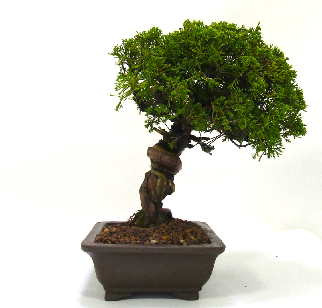 Iotigawa Juniper Bonsai tree - dramatic movement and styling options