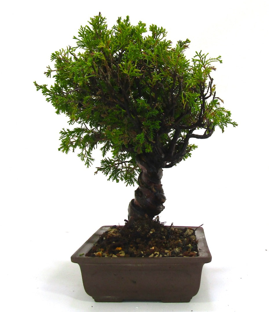 Iotigawa Juniper Bonsai tree - dramatic movement and styling options