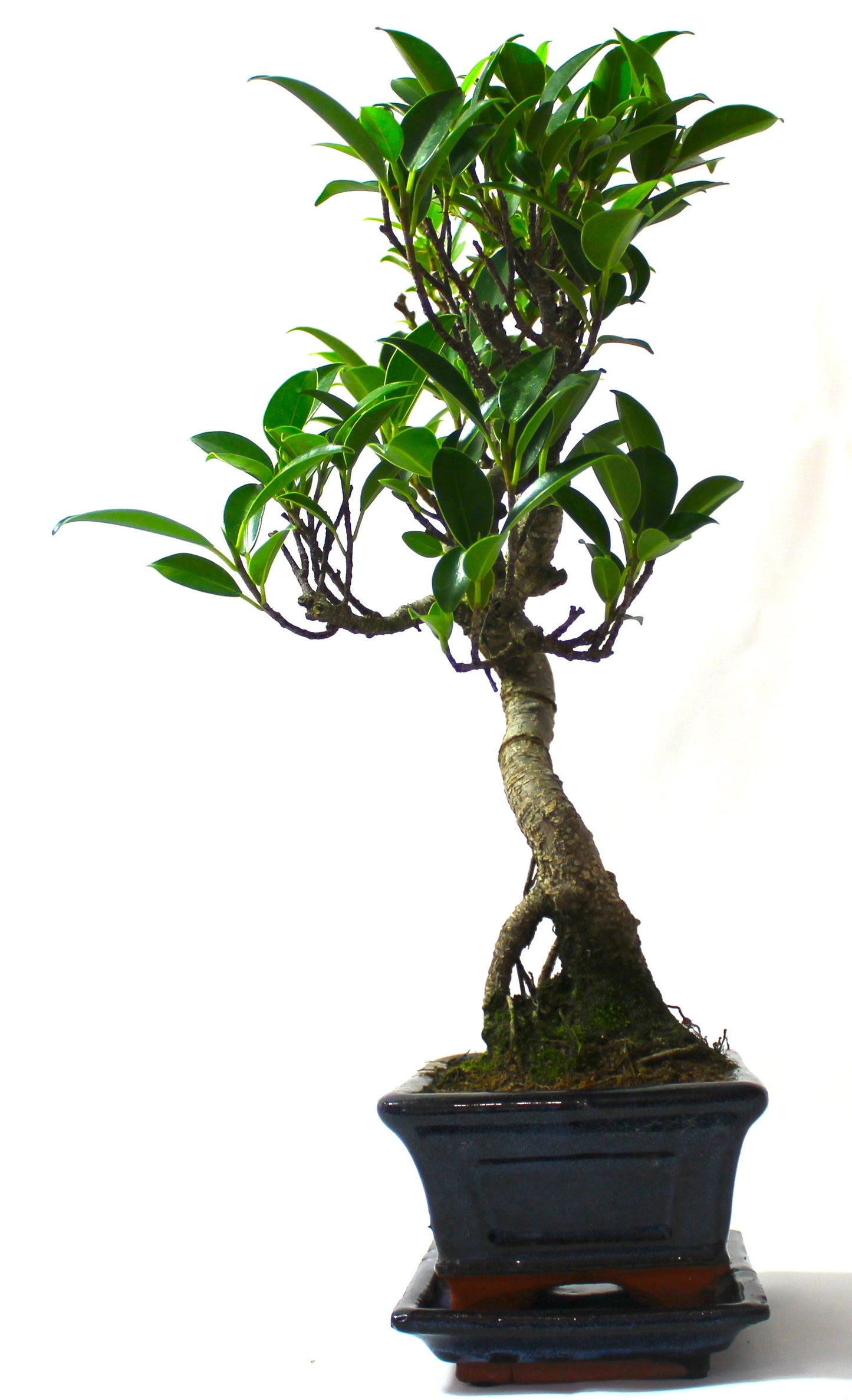Ficus Retusa (Fig) Bonsai Tree S trunk - supplied with Care set and drip tray