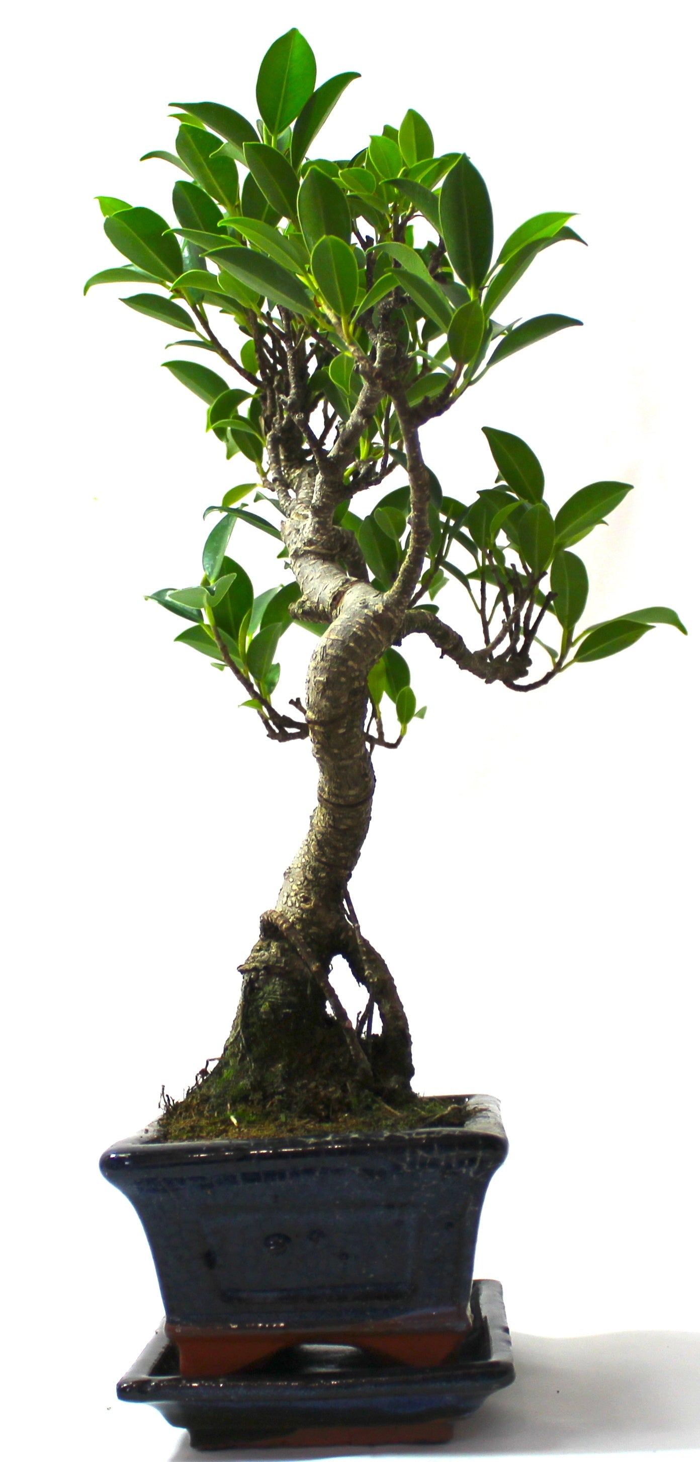 Ficus Retusa (Fig) Bonsai Tree S trunk - supplied with Care set and drip tray