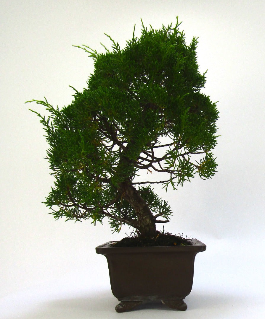 Specimen Chinese Juniper Bonsai tree - excellent movement and styling options SB3075