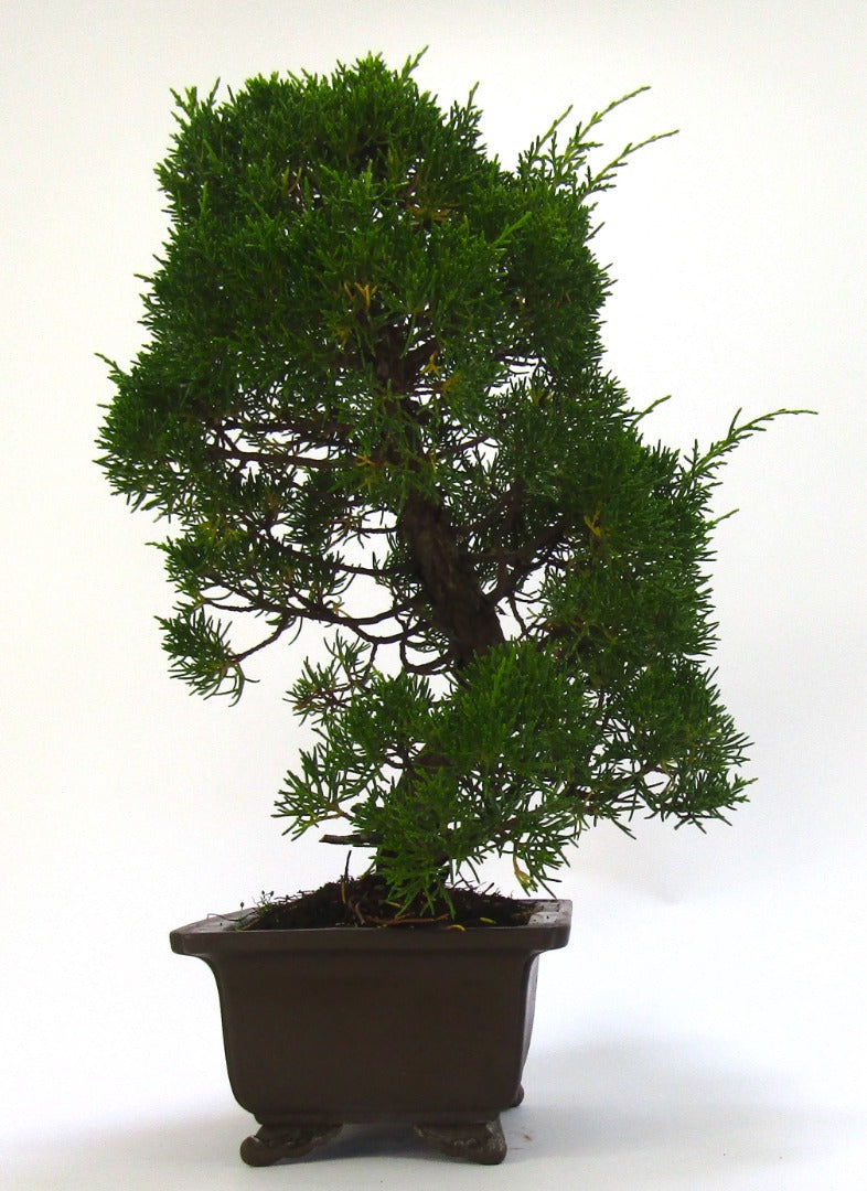 Specimen Chinese Juniper Bonsai tree - excellent movement and styling options SB3075