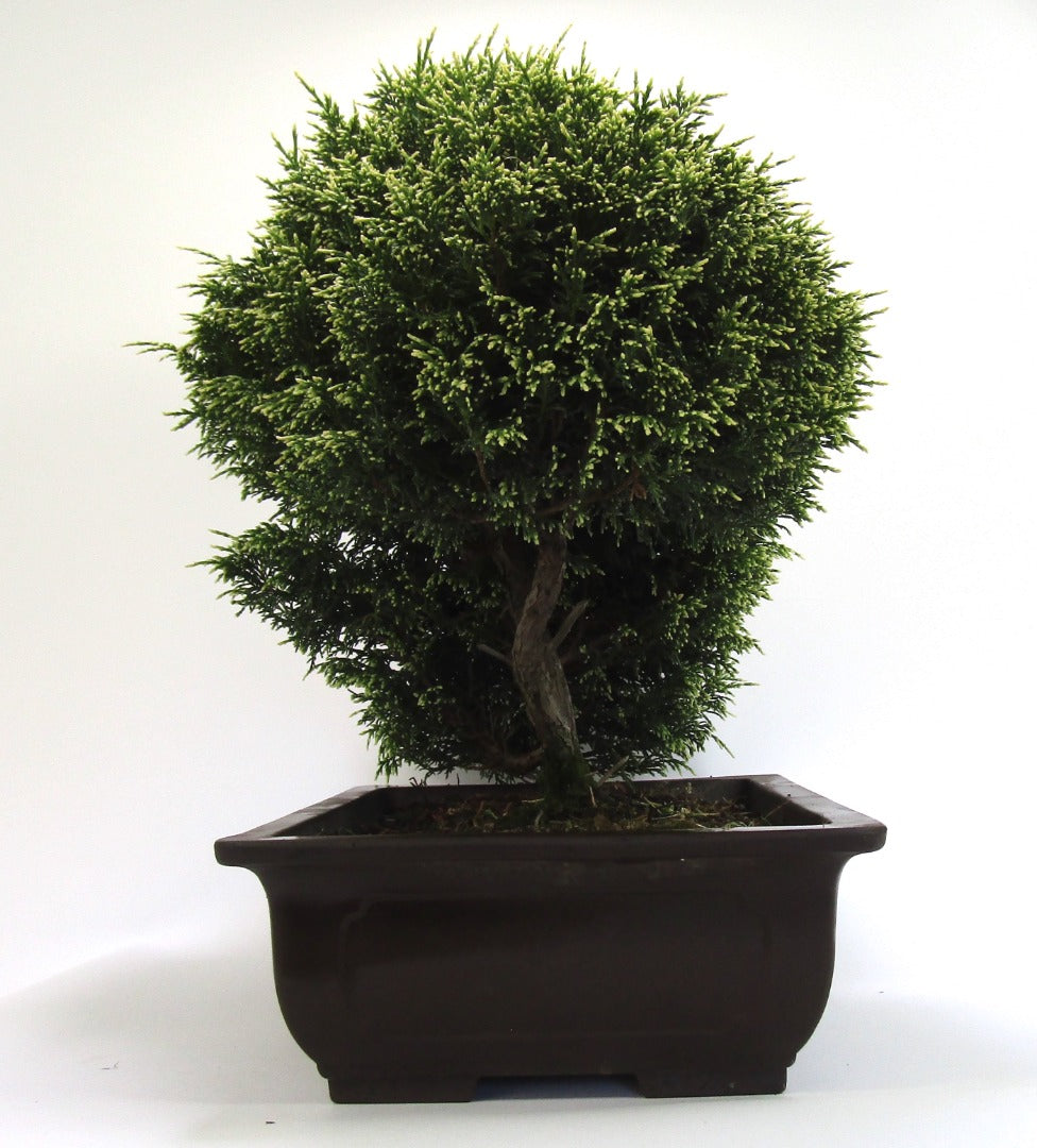 Unusual Multi Trunk Variegated Chaemycyparis Bonsai tree - excellent movement and styling options SB3091