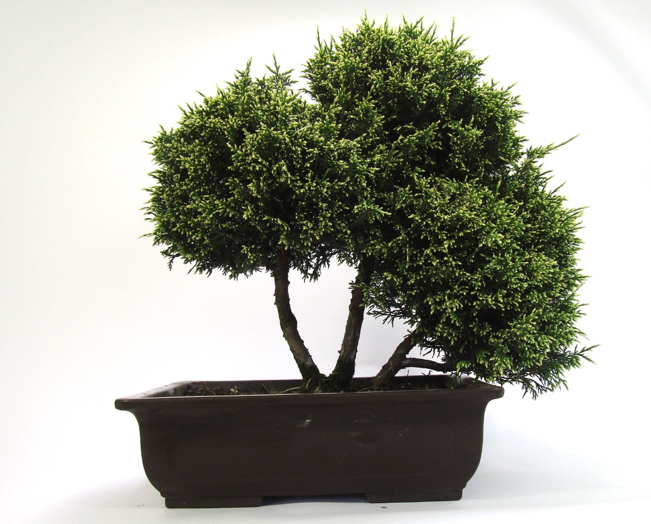Unusual Multi Trunk Variegated Chaemycyparis Bonsai tree - excellent movement and styling options SB3091