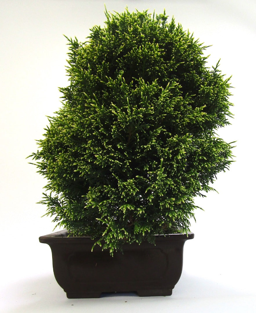 Unusual Multi Trunk Variegated Chaemycyparis Bonsai tree - excellent movement and styling options SB3091