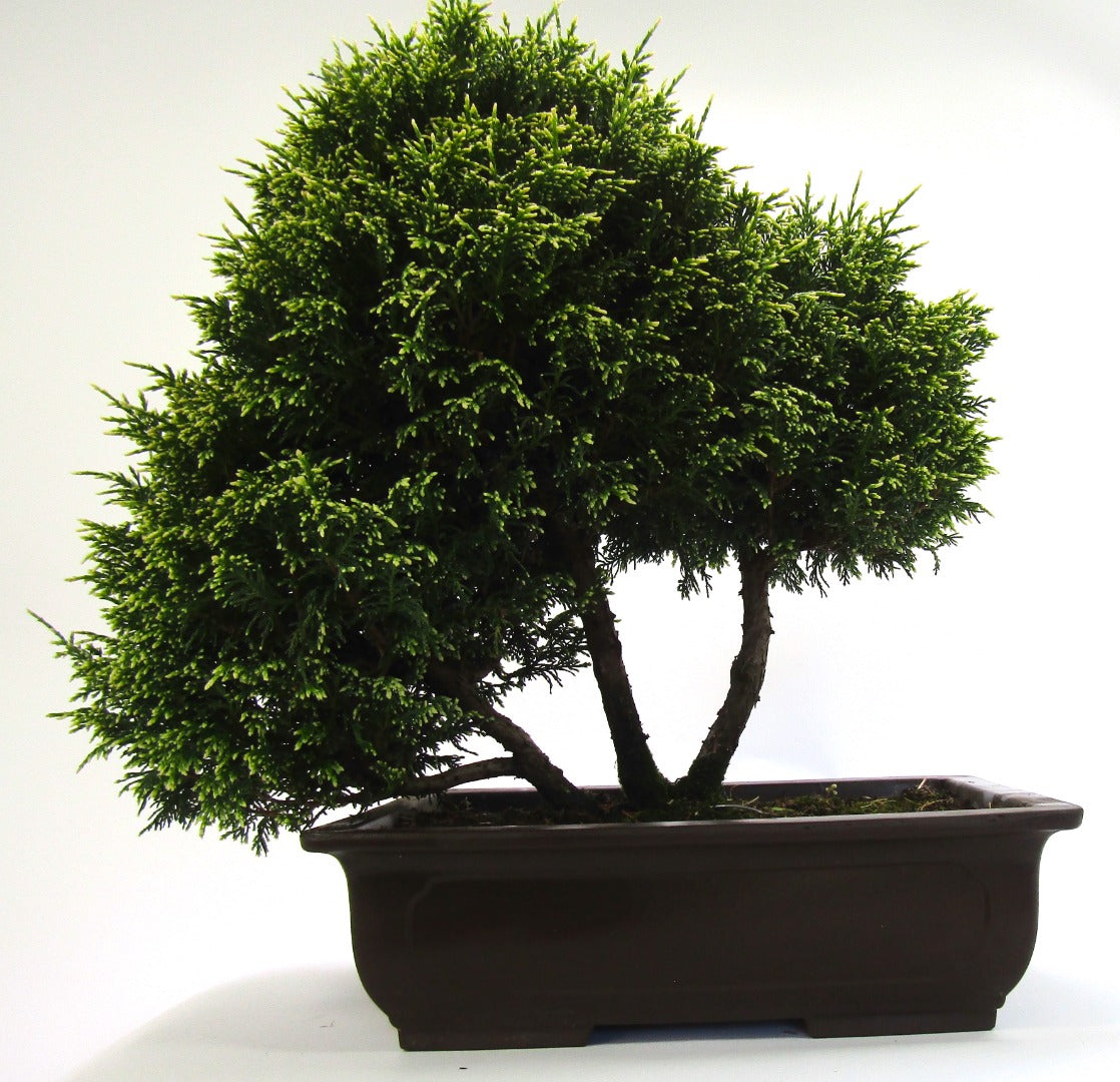 Unusual Multi Trunk Variegated Chaemycyparis Bonsai tree - excellent movement and styling options SB3091