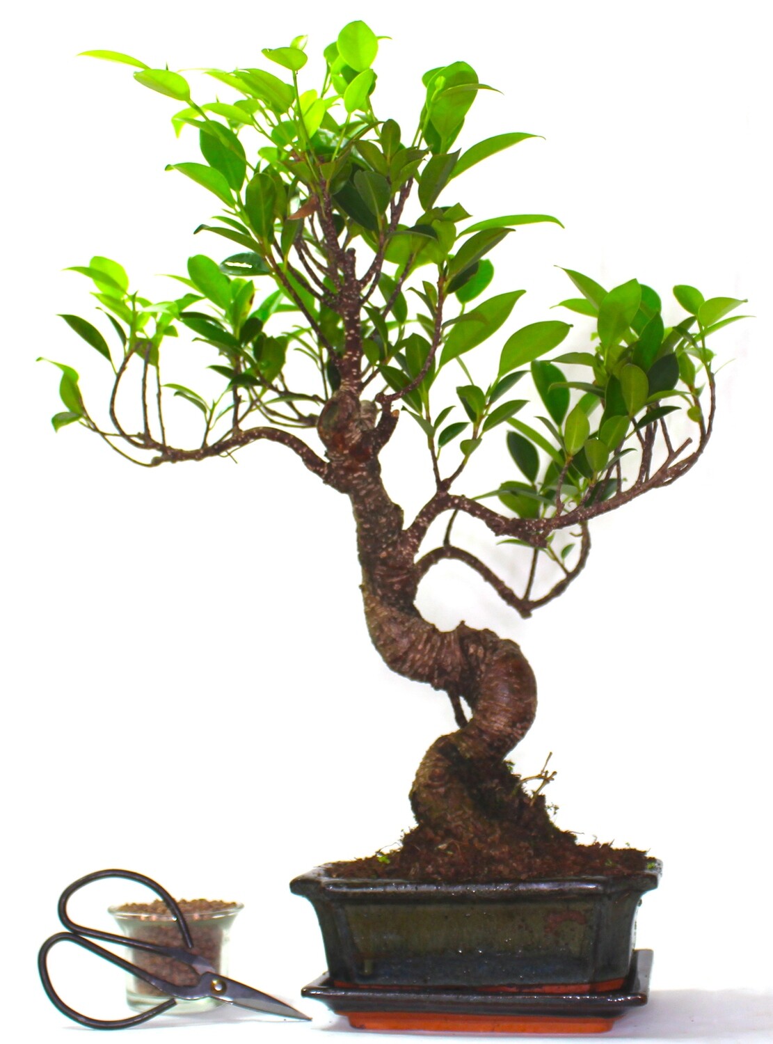 Ficus Retusa (Fig) Bonsai Tree S trunk - supplied with Care set and drip tray