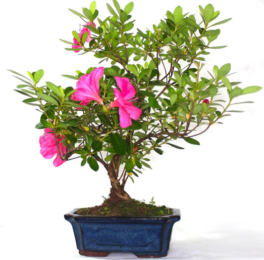 Azalea Clump style Flowering Bonsai Tree - supplied in a rectangular ceramic pot