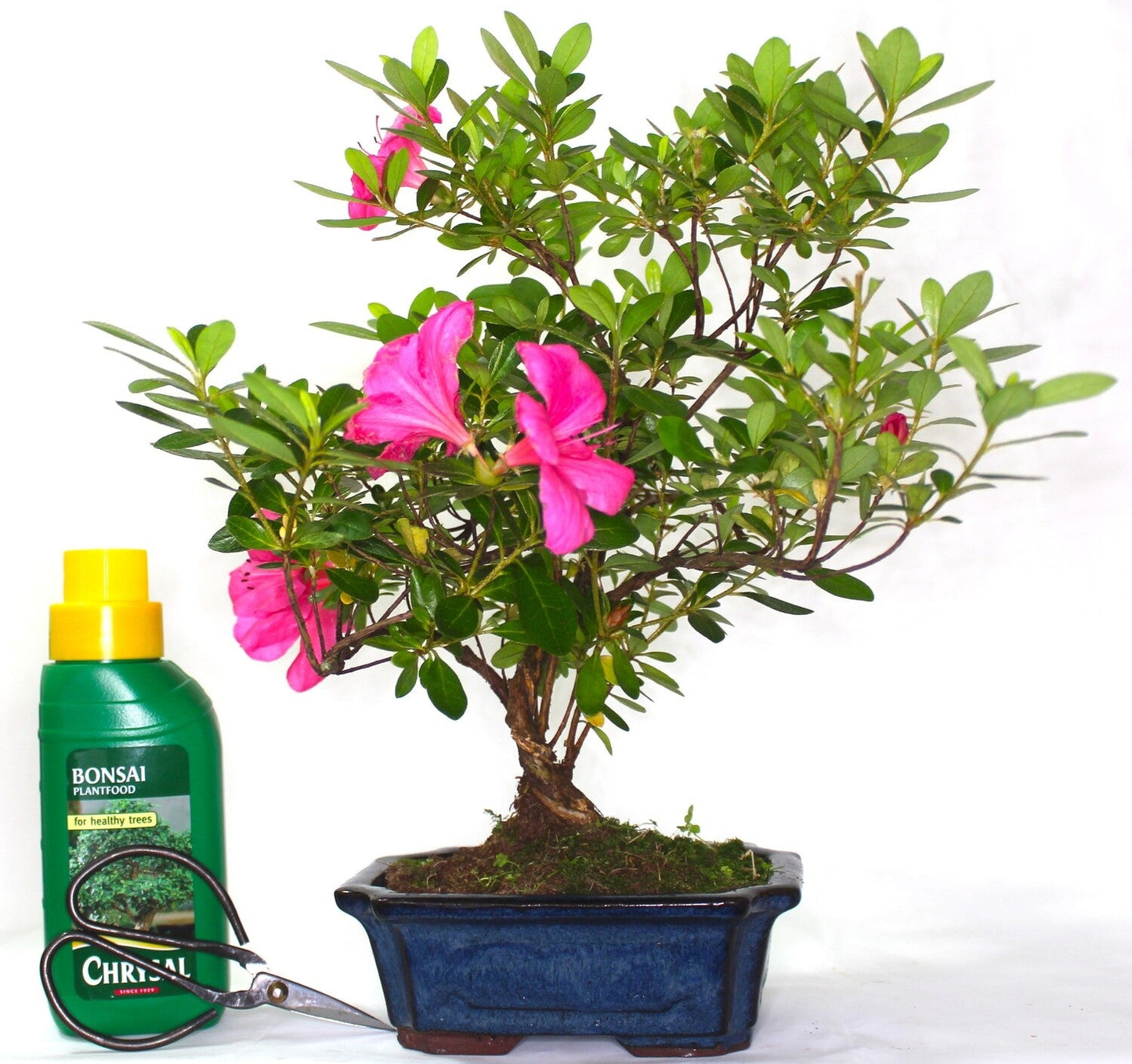 Azalea Clump style Flowering Bonsai Tree - supplied in a rectangular ceramic pot