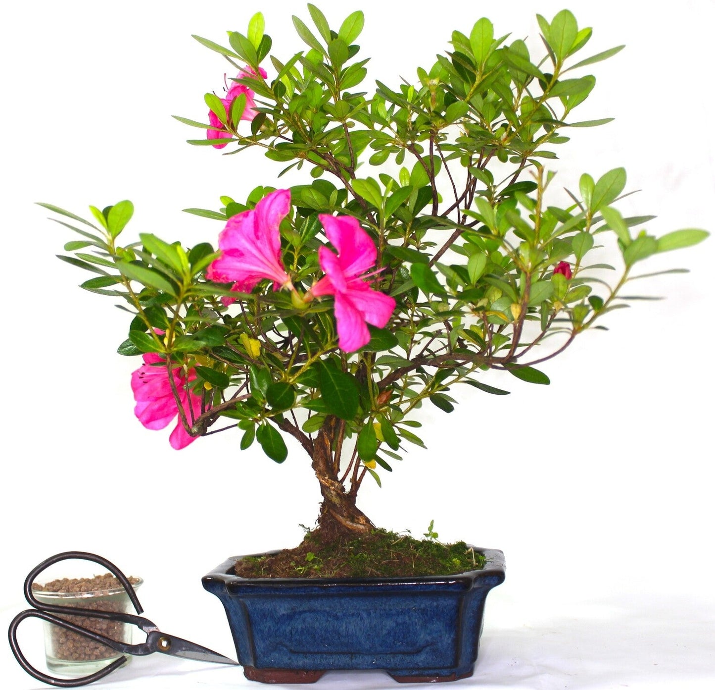 Azalea Clump style Flowering Bonsai Tree - supplied in a rectangular ceramic pot