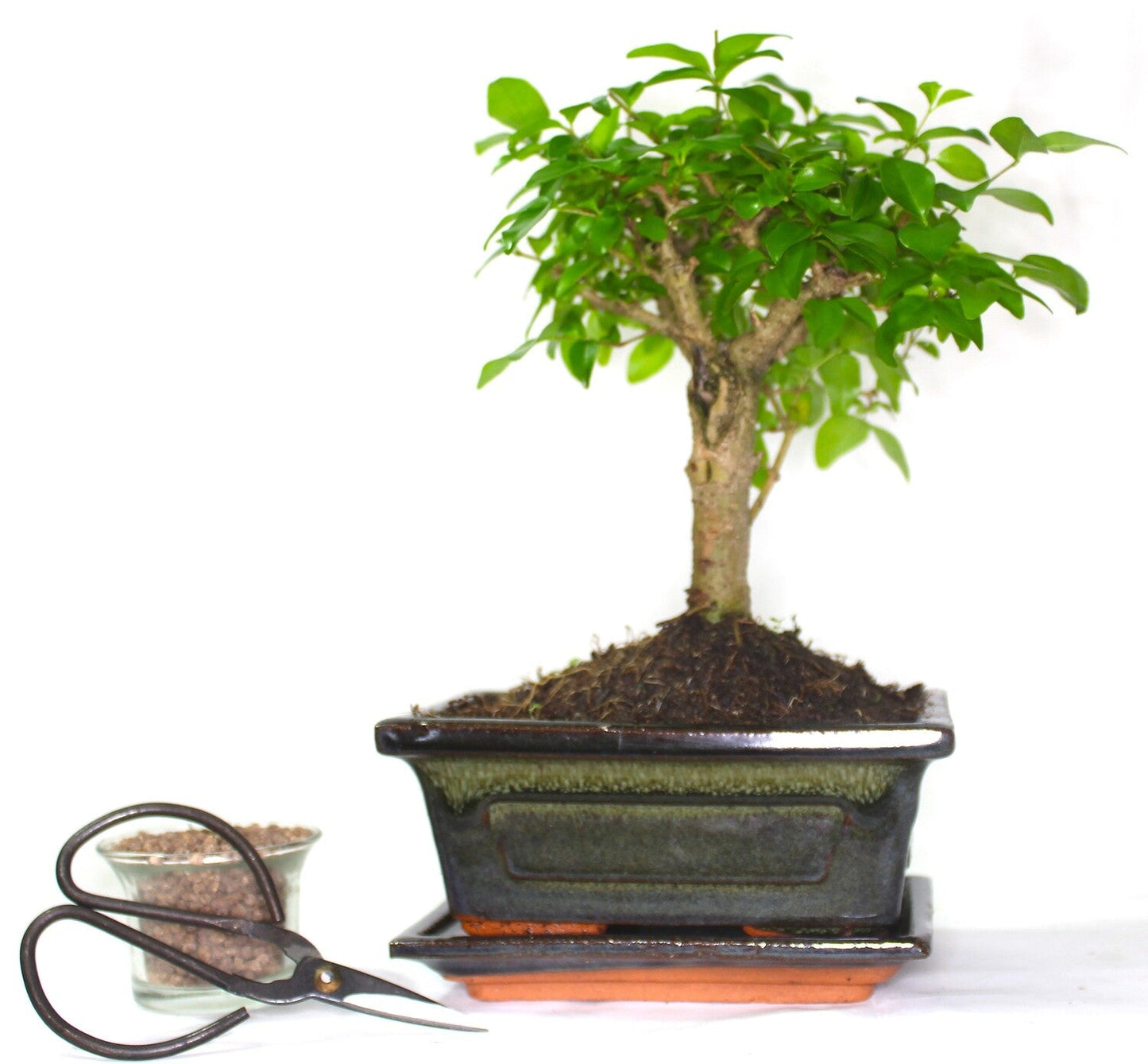 Ligustrum (Mandarin or Maidenhair Tree) Bonsai Tree Broom Style