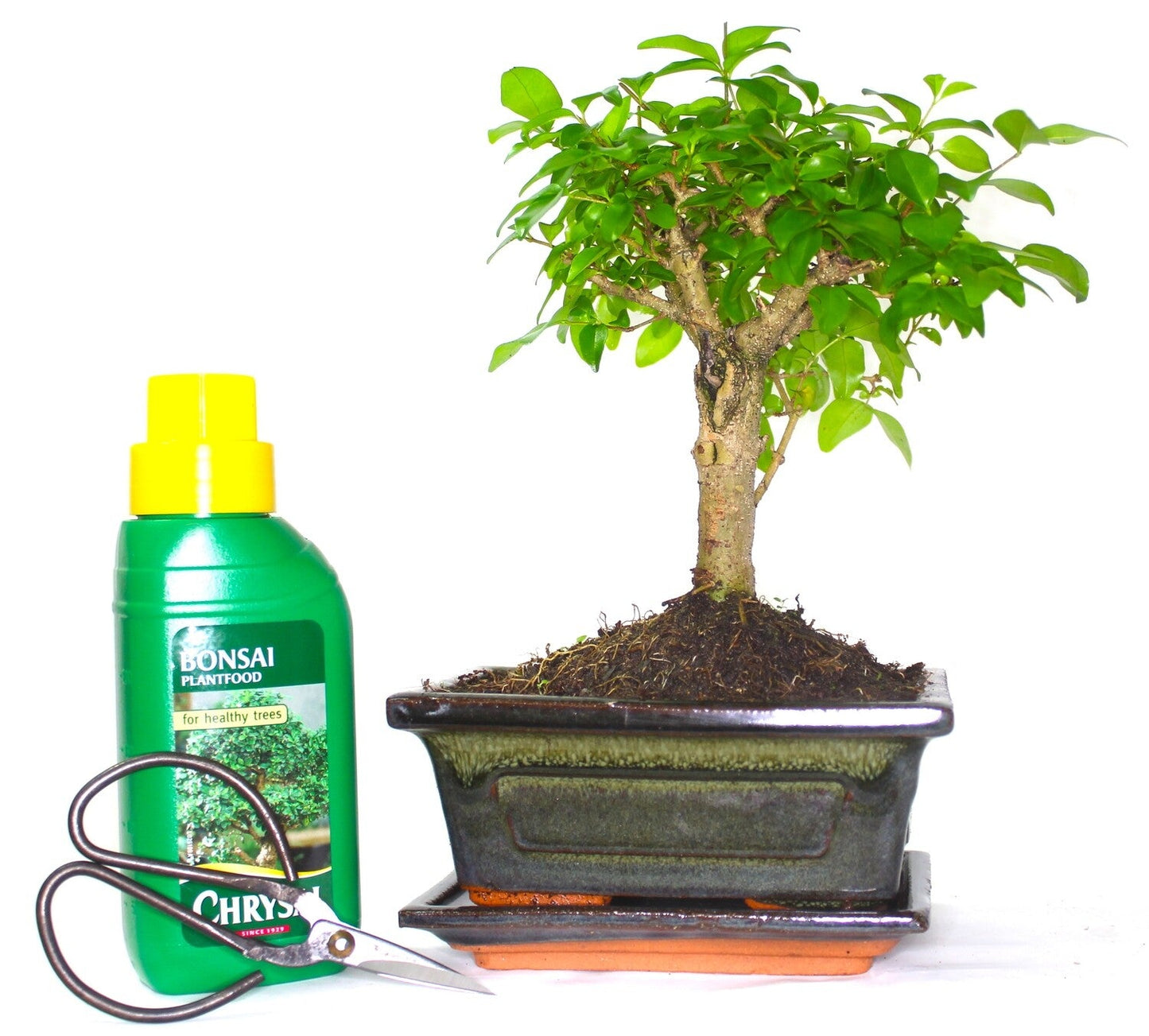 Ligustrum (Mandarin or Maidenhair Tree) Bonsai Tree Broom Style