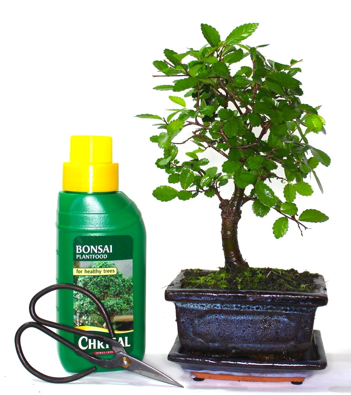 Chinese Elm Bonsai Tree Broom Style - supplied with ceramic drip tray .