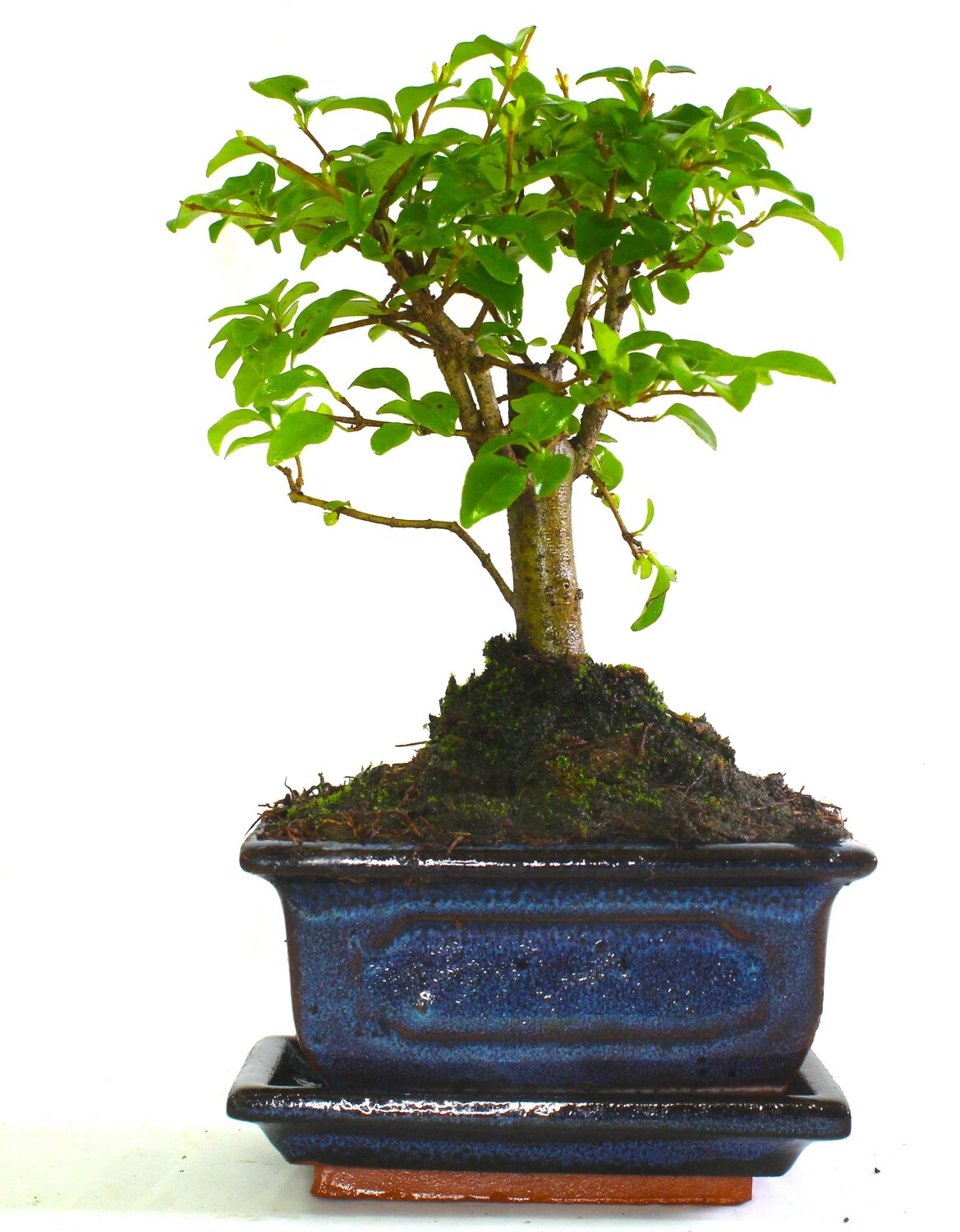 Ligustrum (Maidenhair Tree) Bonsai Tree Broom Style - supplied with ceramic drip tray .