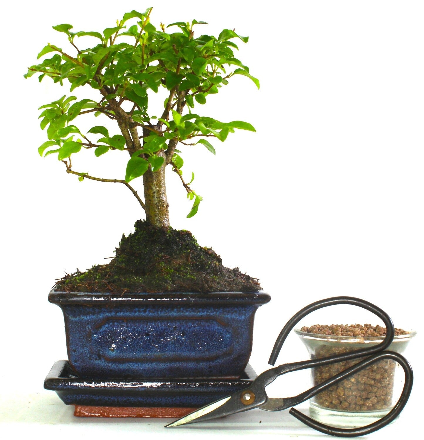 Ligustrum (Maidenhair Tree) Bonsai Tree Broom Style - supplied with ceramic drip tray .