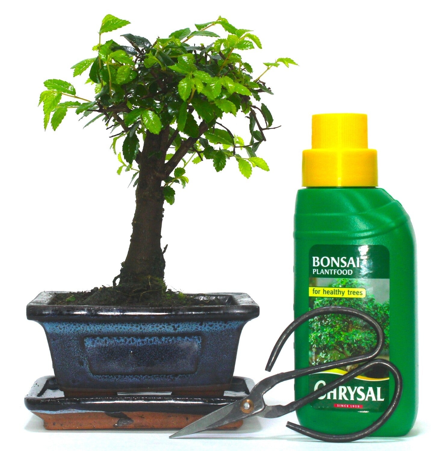 Chinese Elm Bonsai Tree Broom Style - supplied with ceramic drip tray .
