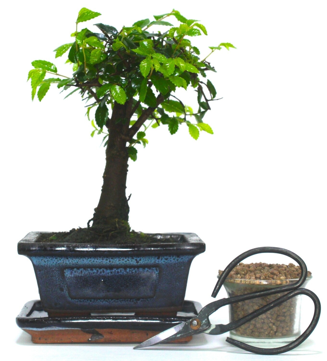 Chinese Elm Bonsai Tree Broom Style - supplied with ceramic drip tray .