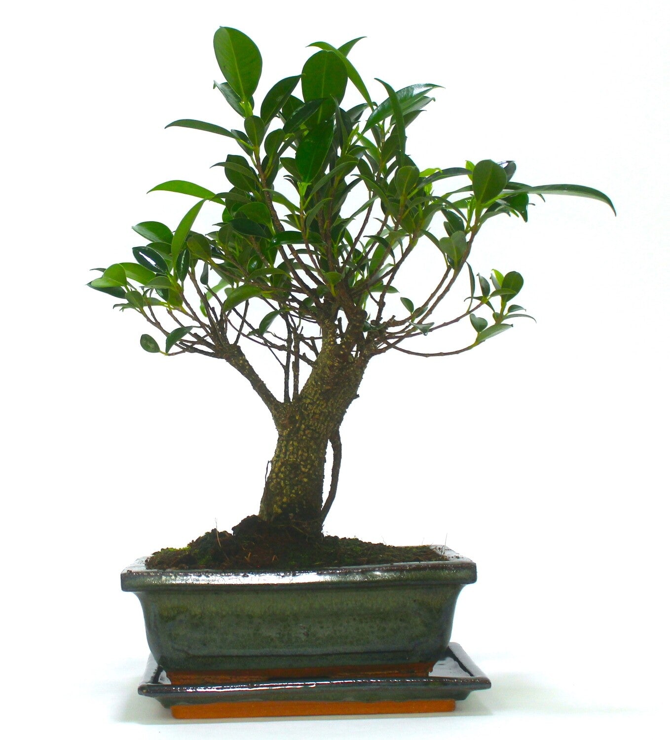 Large
Ficus Retusa (Fig) Bonsai Tree Broom Style - 20cm Olive Green ceramic pot and tray