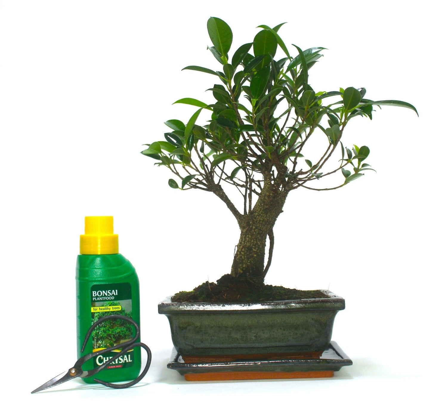 Large
Ficus Retusa (Fig) Bonsai Tree Broom Style - 20cm Olive Green ceramic pot and tray