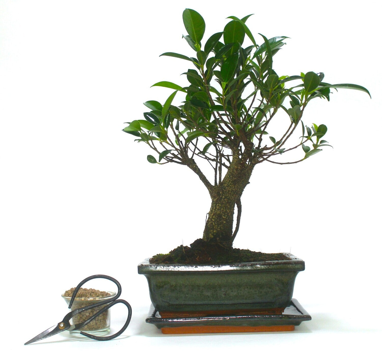 Large
Ficus Retusa (Fig) Bonsai Tree Broom Style - 20cm Olive Green ceramic pot and tray
