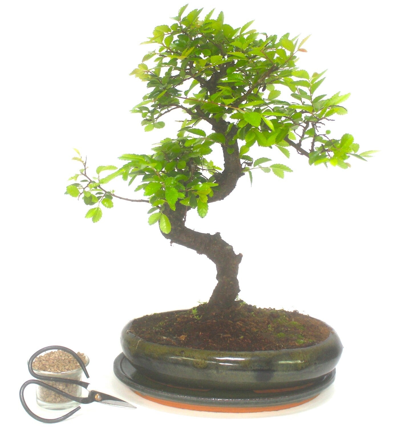 Extra Large Chinese Elm Bonsai Tree S trunk - supplied in oval pot with ceramic drip tray .