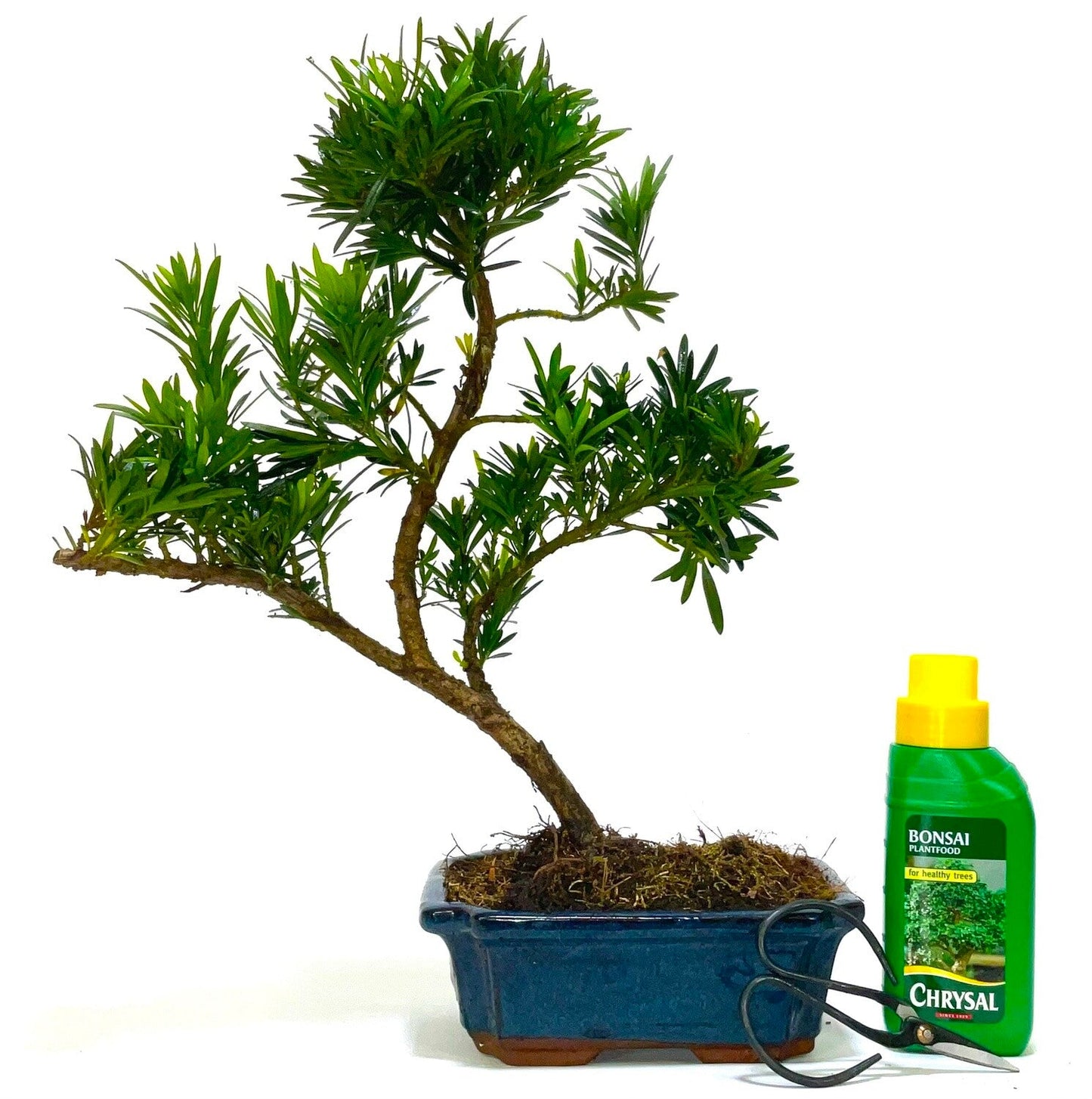 Podocarpus (Buddhist Pine) Bonsai Tree informal upright