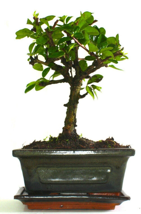 Carmona (Fukien Tea) Bonsai Tree Broom Style - supplied with ceramic drip tray .