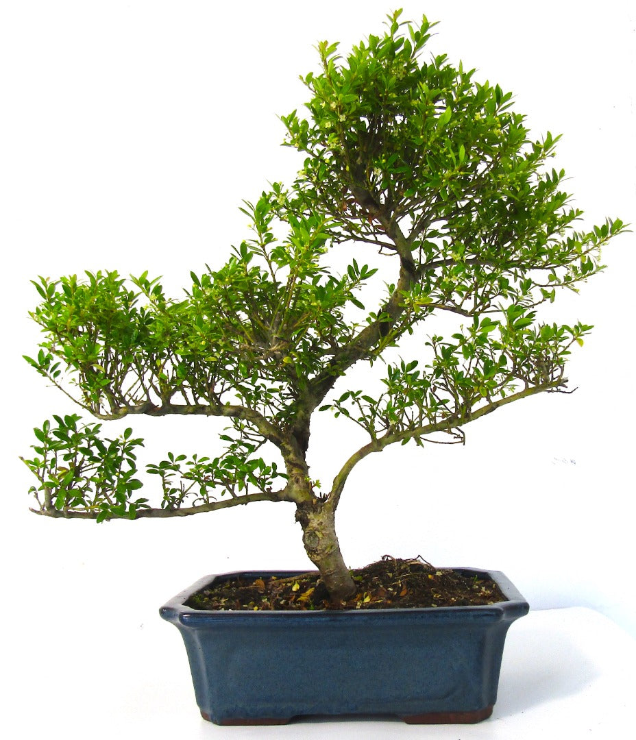 Very Large Ilex Bonsai Tree informal upright - supplied in a ceramic pot