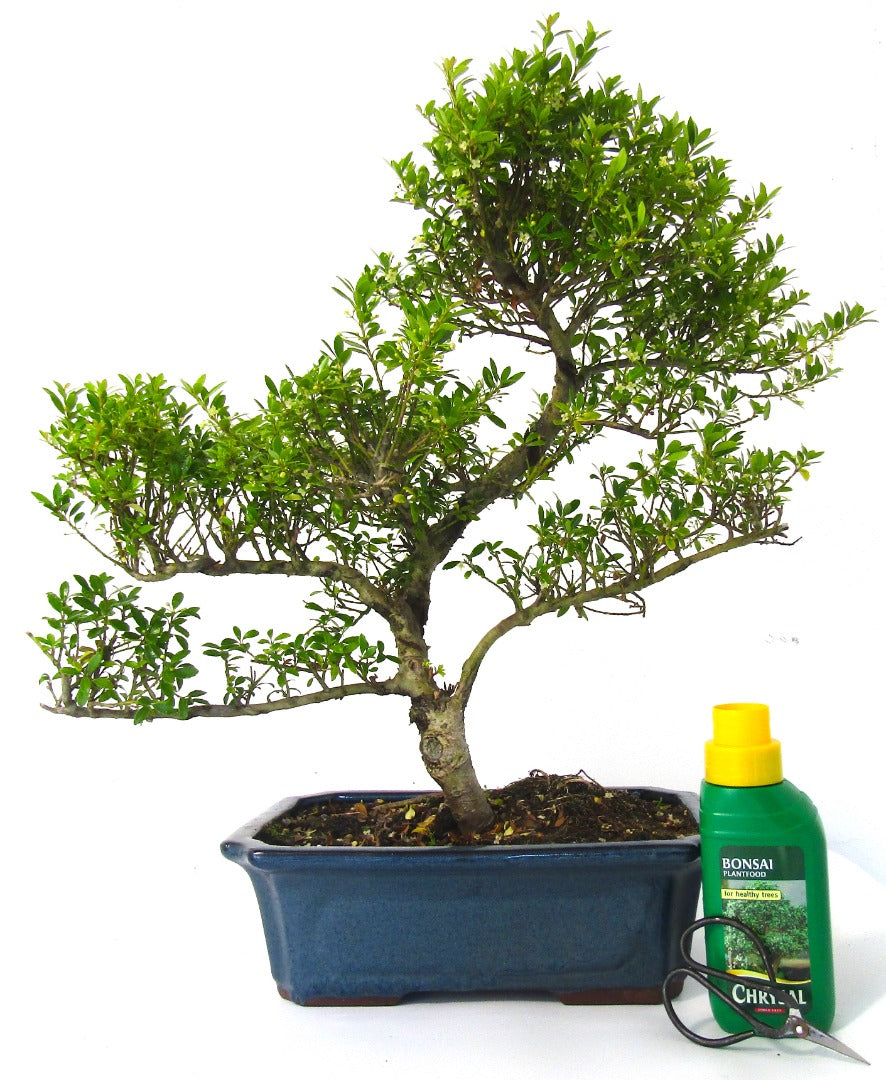 Very Large Ilex Bonsai Tree informal upright - supplied in a ceramic pot